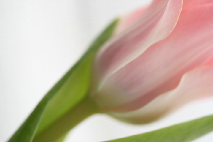Soft pink tulip