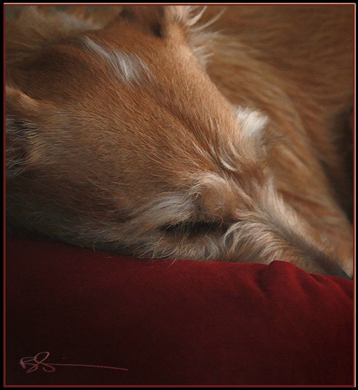 ~Let Sleeping Dogs Lie!~