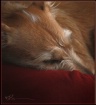 ~Let Sleeping Dog...
