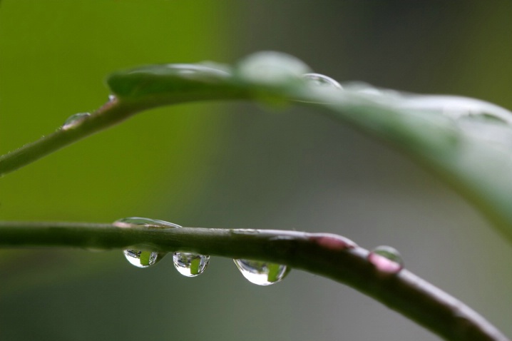 Leaf & Raindrops