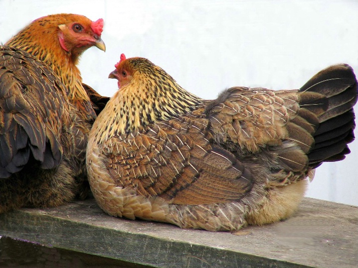 Two Hens