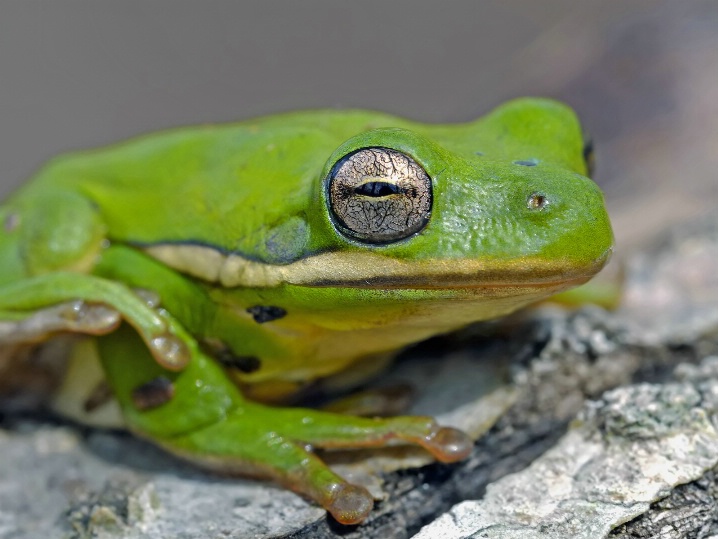 Green treefrog