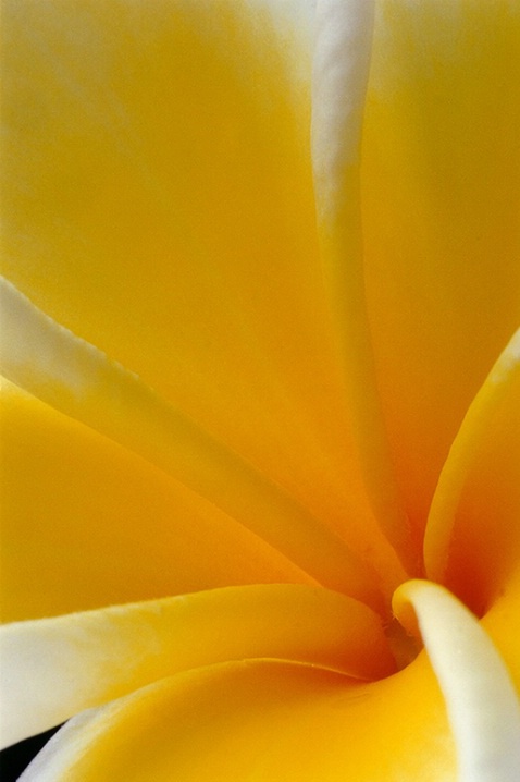 plumeria, yellow, flower, macro