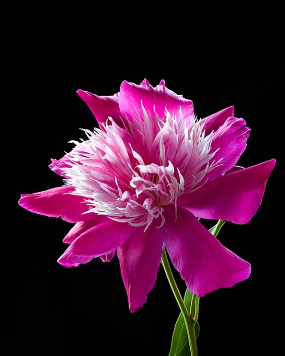 Peony, pink, flower, macro