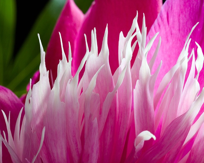 Peony, pink, flower, macro