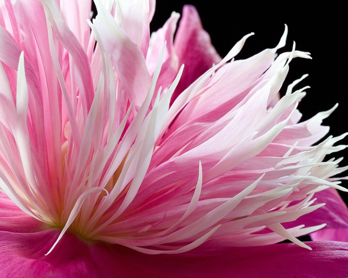 Peony, pink, flower, macro