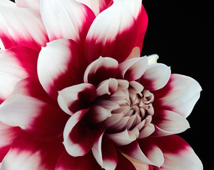 dahlia, red, white, flower, macro