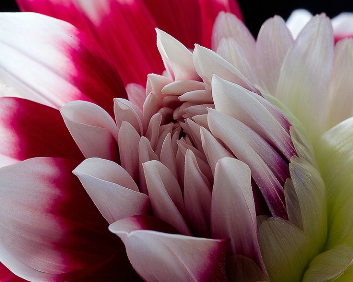 dahlia, red, white, flower, macro