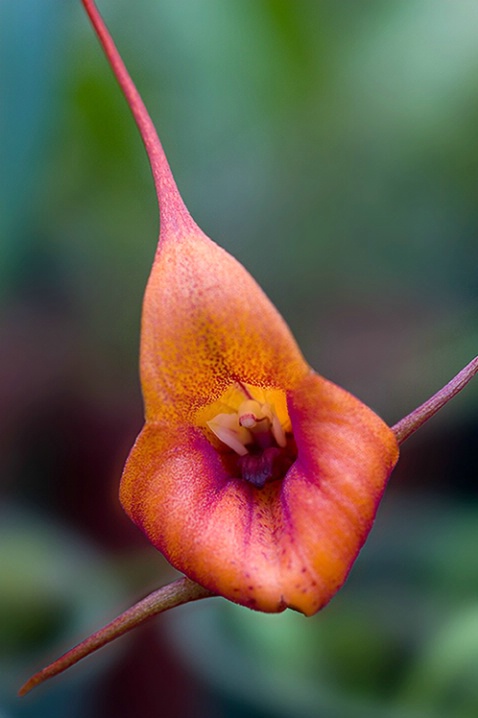 ORCHID -30d_1265__1__c