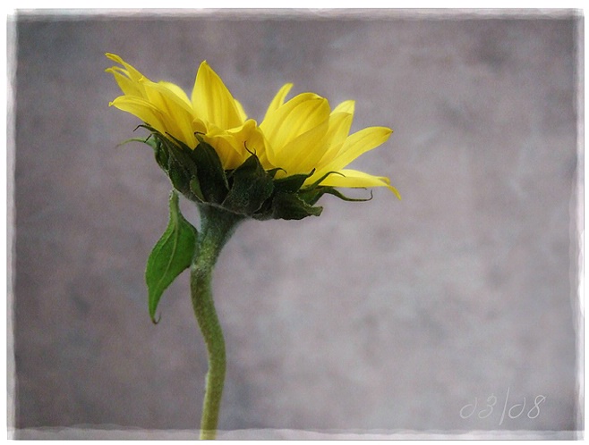 Sunflower #1  