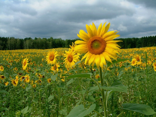 Sun Flower 2 - ID: 5753559 © Richard L. Smith