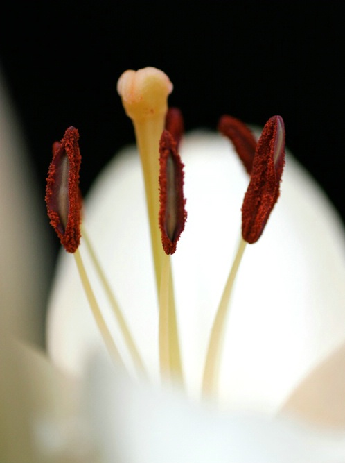Lilly 1 - ID: 5753566 © Richard L. Smith