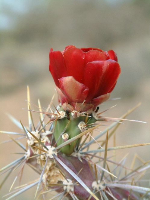 Cactus Flower - ID: 5753574 © Richard L. Smith