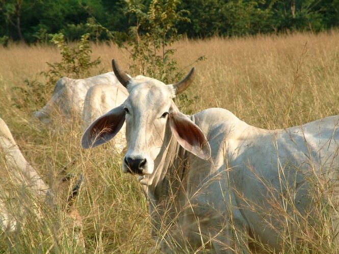 Costa Rica Cow - ID: 5753997 © Richard L. Smith