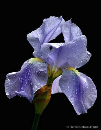 Iris Dew