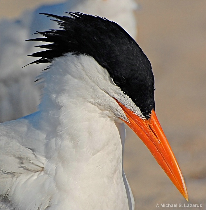 Royal Tern in Breeding Plumage