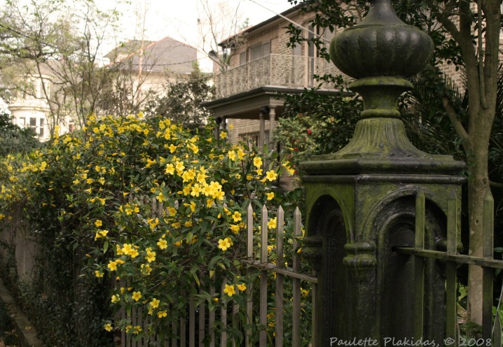 Yellow Jasmine by Audubon Park