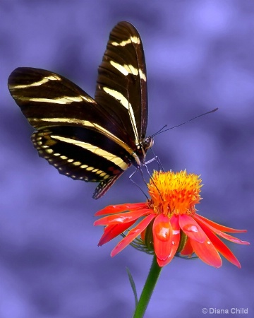 Zebra Butterfly Visits Again