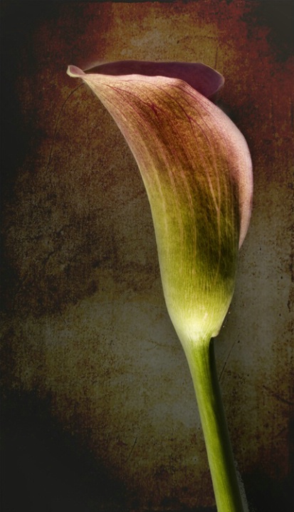 Calla Lily with Texture