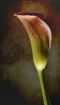 Calla Lily with T...