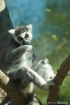 Ring-Tailed Lemur...