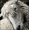 Sheep Spirit
