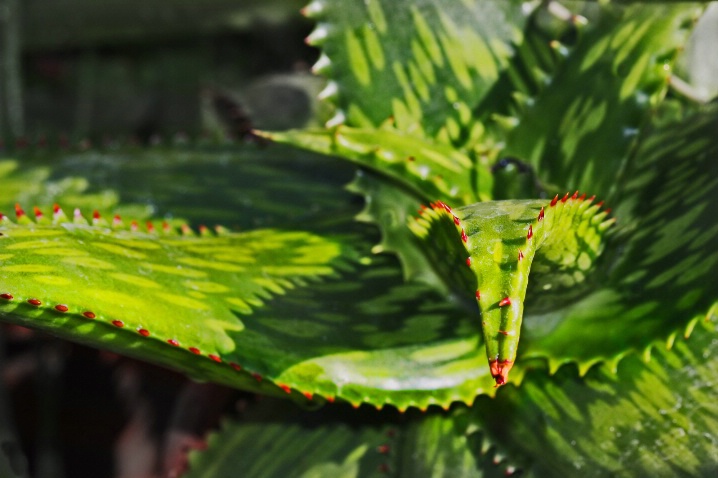 Attemp at 3D effect Aloe