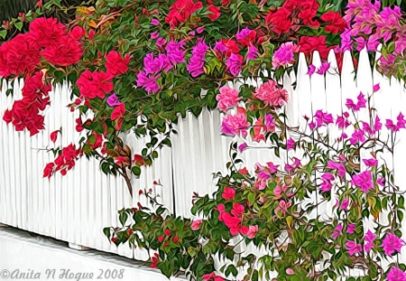 Bougainvillas