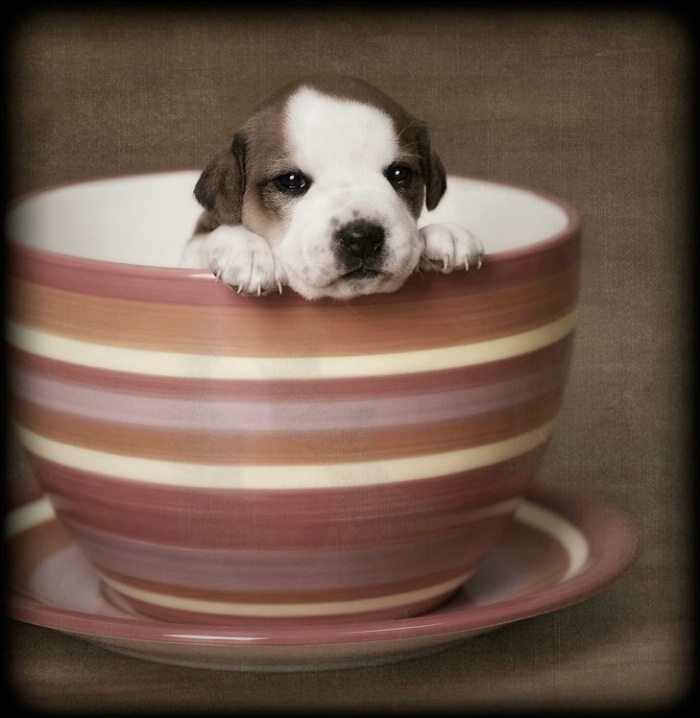 Teacup Pup