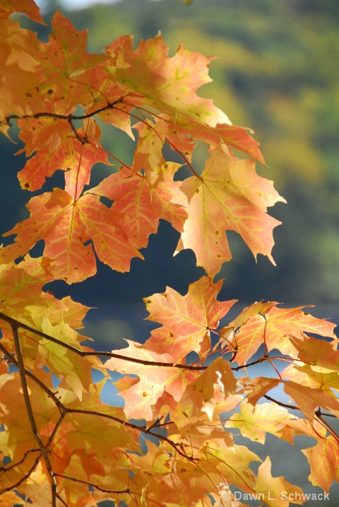Bright Leaves - ID: 5765200 © Dawn Schwack