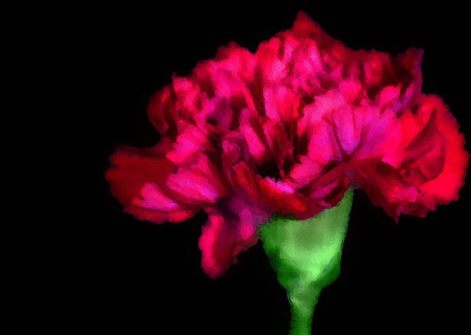Painted Carnation