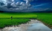Ricefield #5