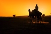 Camels Driver II