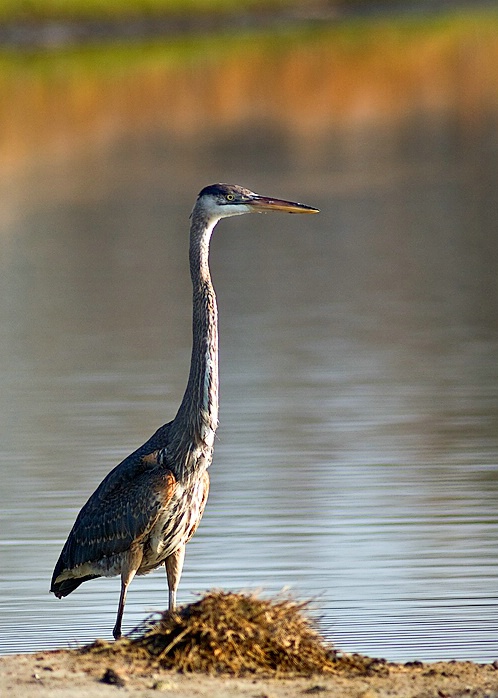 Great Blue Heron,  Bear Island WMA - ID: 5770612 © george w. sharpton