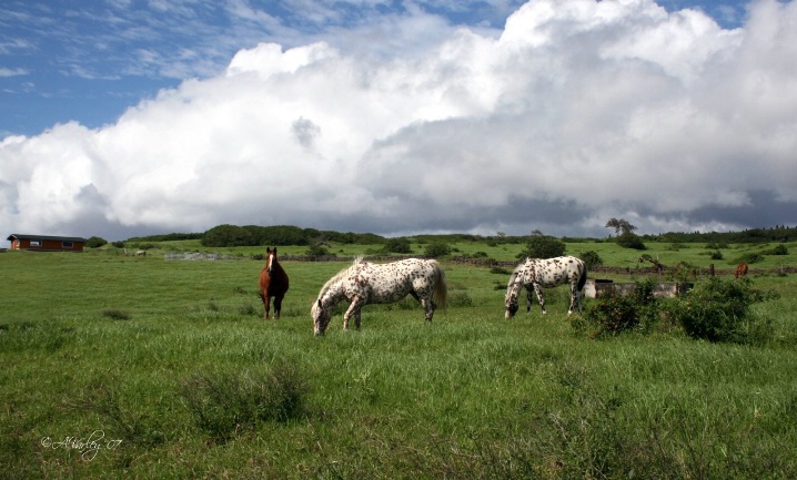 spotted ponies