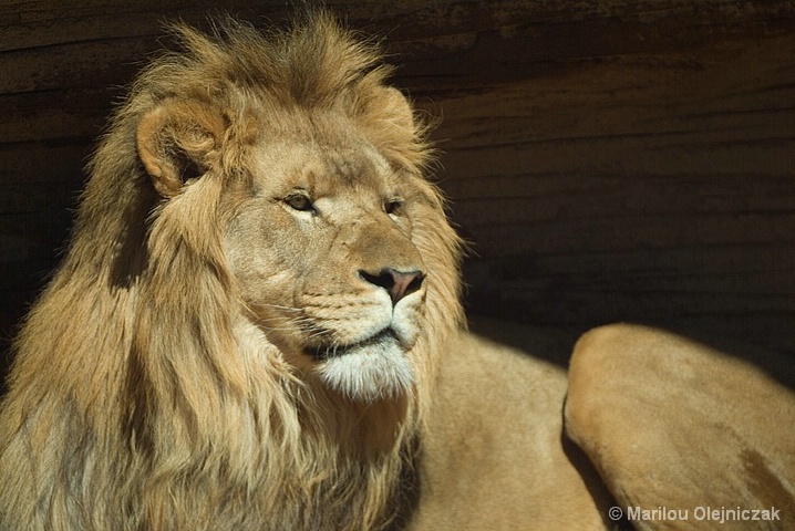 African Lion III(Panthera Leo)