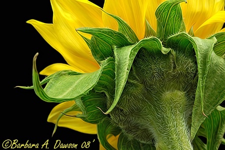 Detail of a Sunflower - second place win