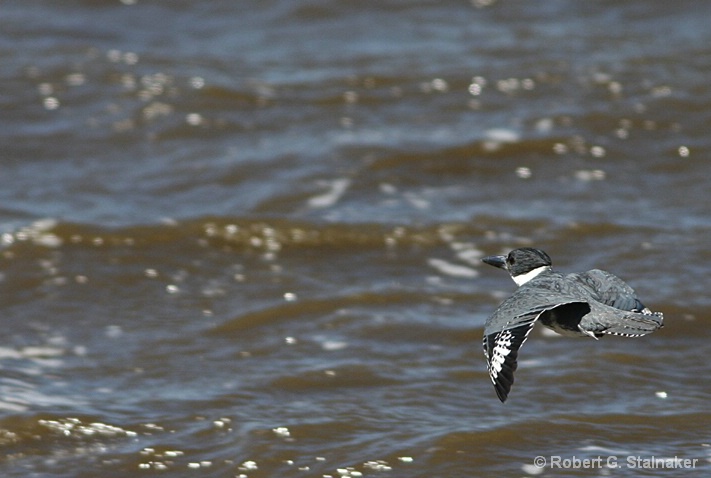 Ceryle alcyon rare observation