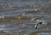 Ceryle alcyon rar...