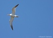 Tern Turning