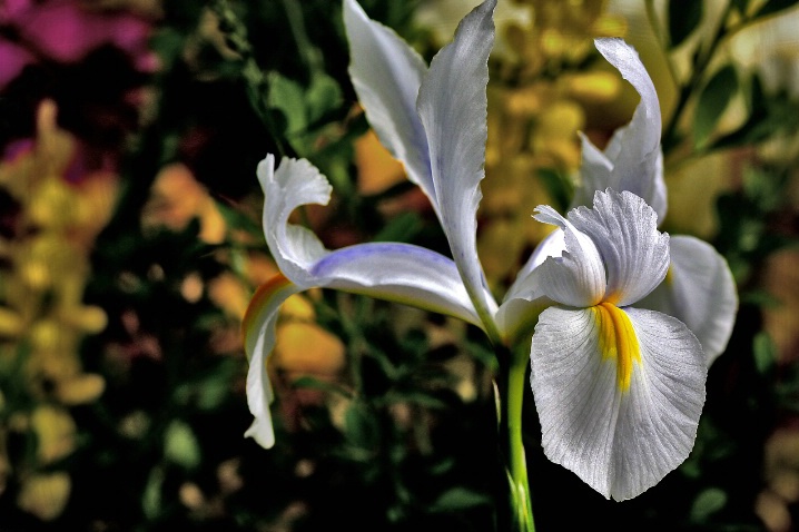 Yellow and white