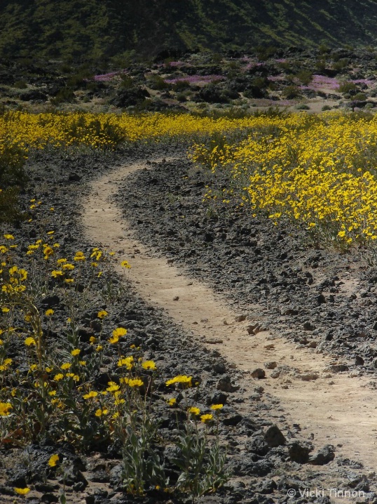 The Trail To Amboy