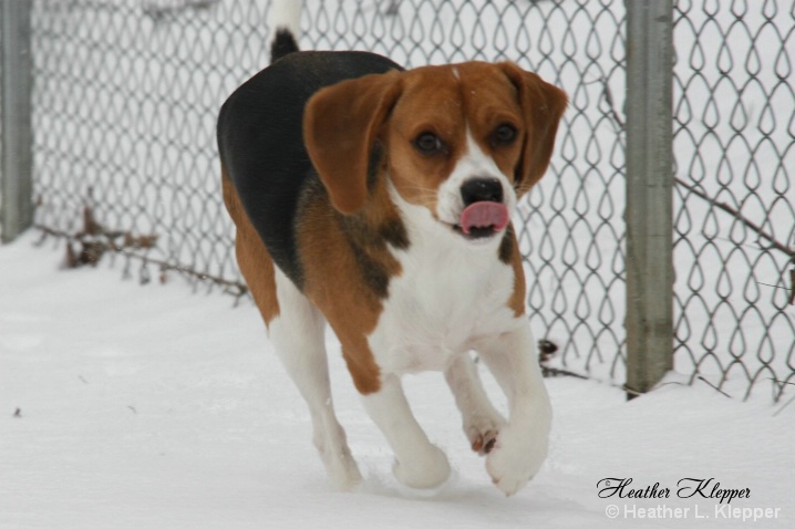 Bailey loves the snow!