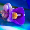 The Colour Purple