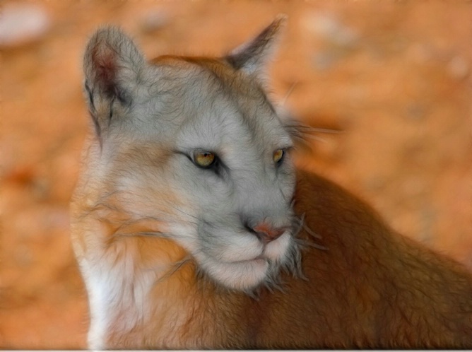 Altered Cougar - ID: 5776757 © Richard L. Smith