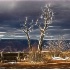 © Richard L. Smith PhotoID # 5776762: Static Tree