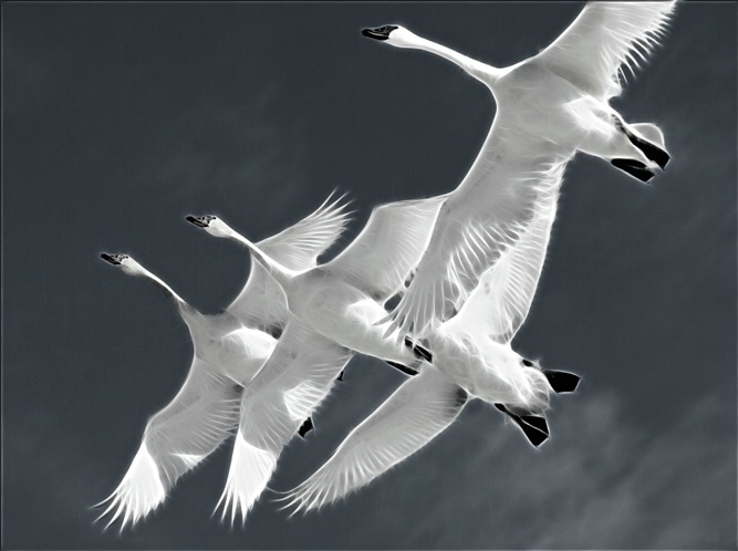 Electric Swans - ID: 5776763 © Richard L. Smith