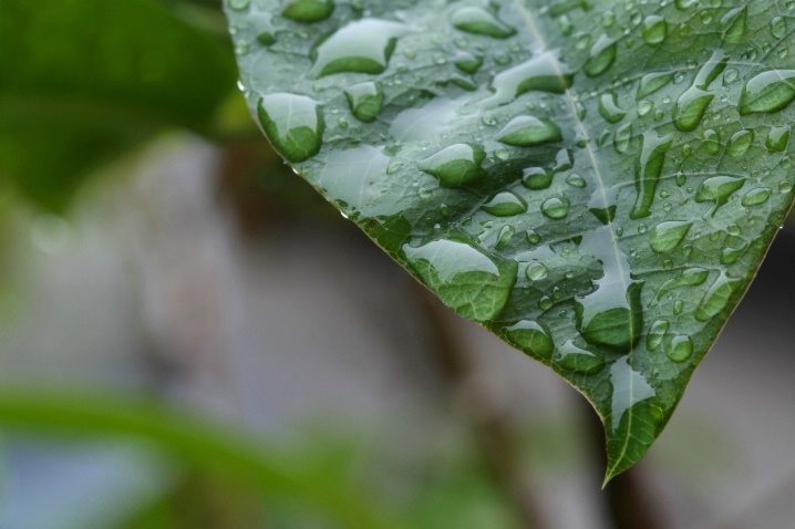 Rain Leaf
