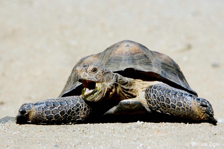 speedy_desert_tortoise - ID: 5781351 © William Dow