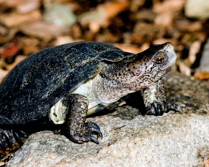 western_pond_turtle - ID: 5781354 © William Dow